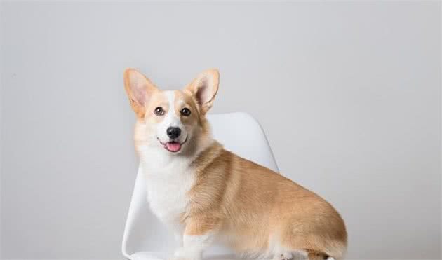 柯基犬和这5种狗狗生下的混血犬，流水的外表，铁打的短腿