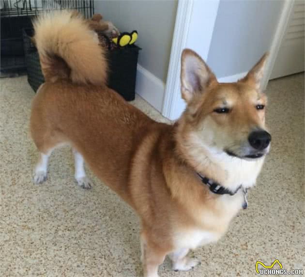 柯基犬和这5种狗狗生下的混血犬，流水的外表，铁打的短腿
