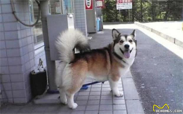 柯基犬和这5种狗狗生下的混血犬，流水的外表，铁打的短腿