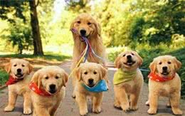 新手养狗，为什么成犬比幼犬好？4个理由说服你