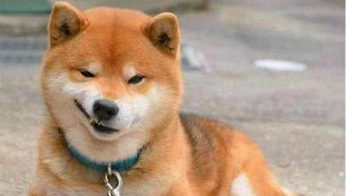 犬拉稀怎么办？狗狗拉稀软便吃什么药？