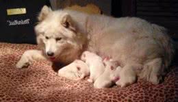 刚出生的狗狗先别碰，让它们待在母犬身边就好！注意这几点就行！