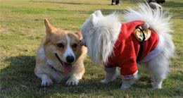狗狗发情令主人耽忧，学会照顾经期母犬，三点生理常识更有效！