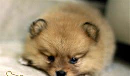 要是以下4点你接受不了，那么你不适合养博美犬！