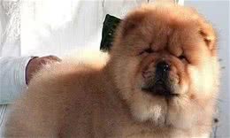 松狮犬什么时候最美观不同时期都会有变化