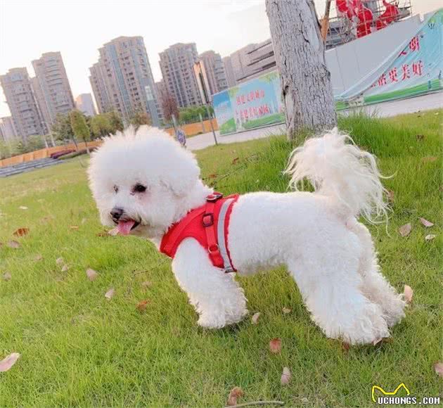 怎么挑选一只好的比熊犬，要注意哪些方面，别被骗了