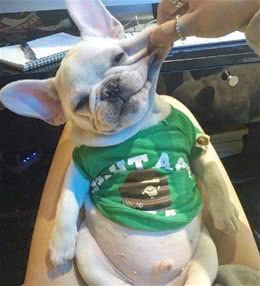 法国斗牛犬的5大“缺陷”，想养之前来看看