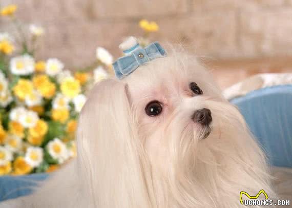 马尔济斯犬包毛要注意！
