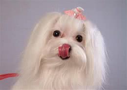 马尔济斯犬包毛要注意！
