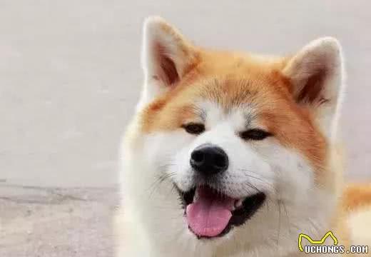 秋田犬那么可爱却很少人养，除了价格太高，这五个缺陷是关键