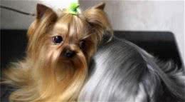 约克夏犬好养吗教你饲养约夏克
