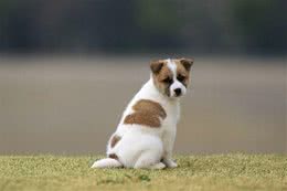狗一般寿命多长？宠物犬能够养多久？