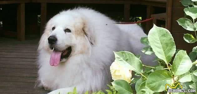 犬的品种介绍图鉴28期—大白熊犬