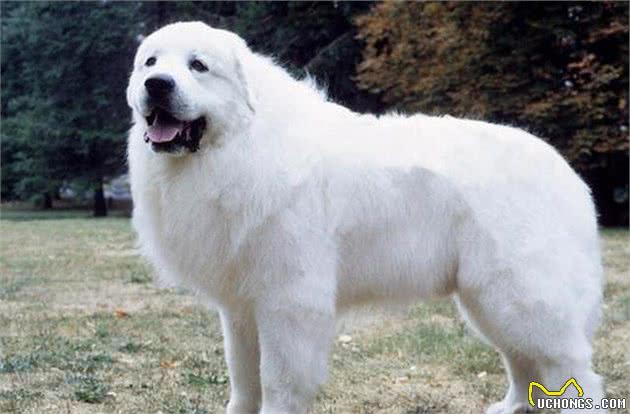 犬的品种介绍图鉴28期—大白熊犬