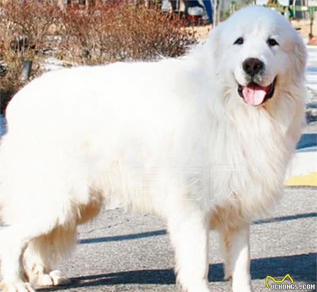 犬的品种介绍图鉴28期—大白熊犬