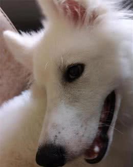 如何读懂狗狗的“心事”