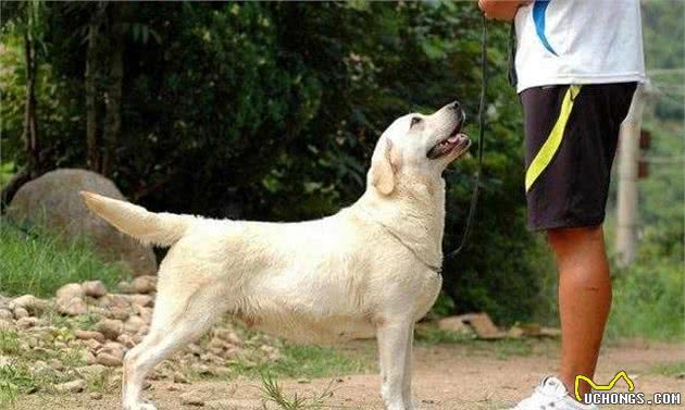 想饲养拉布拉多犬？看完它的5个特点后，你还想养吗？