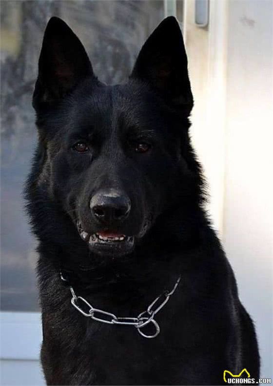 犬界中，4种黑色猛犬，被誉为“犬中四煞”，中国一犬入围