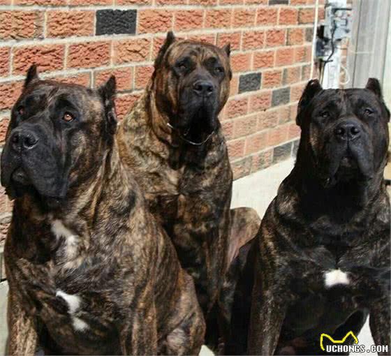 犬界中，4种黑色猛犬，被誉为“犬中四煞”，中国一犬入围
