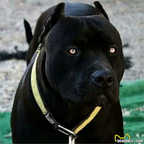 犬界中，4种黑色猛犬，被誉为“犬中四煞”，中国一犬入围