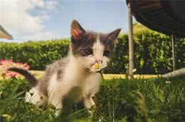 梳理宠物毛发有哪些作用，给宠物洗澡需要注意哪些事项？