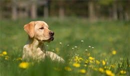 狗狗应当吃犬粮还是剩饭