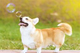 狗狗胃中有什么？避孕套、内衣甚至振动器