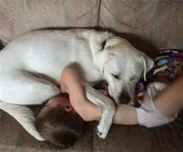 狗狗强大的治愈能力，远不止玩伴这么简单！