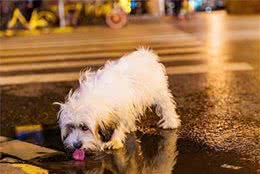 铲屎官偶遇饥饿流浪狗，端来犬粮喂食后，不想差点将其撑坏