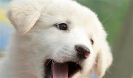 新手应如何正确饲养小幼犬？