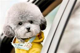 泰迪犬小巧玲珑惹人爱，但有几个毛病总让主人崩溃，太烦人了!