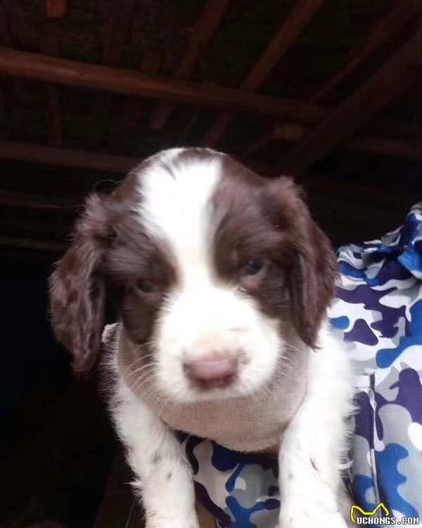 一只帮助我老爸戒烟的小史宾格犬