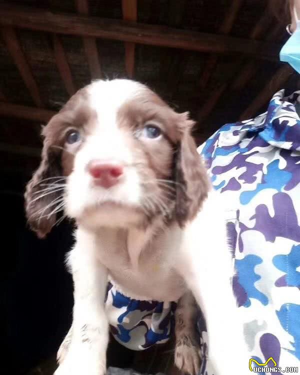 一只帮助我老爸戒烟的小史宾格犬