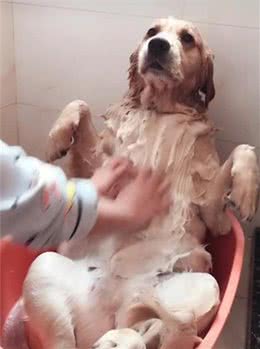 狗狗这几处敏感的部位要记住了，即使再生气也不能打