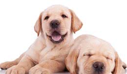 狗狗的肢体语言，你读懂了吗？