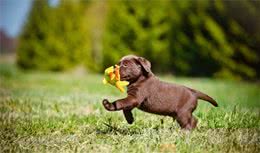 幼犬到家多久后才能出门？想要带幼犬出门，主人需要先做好豫备