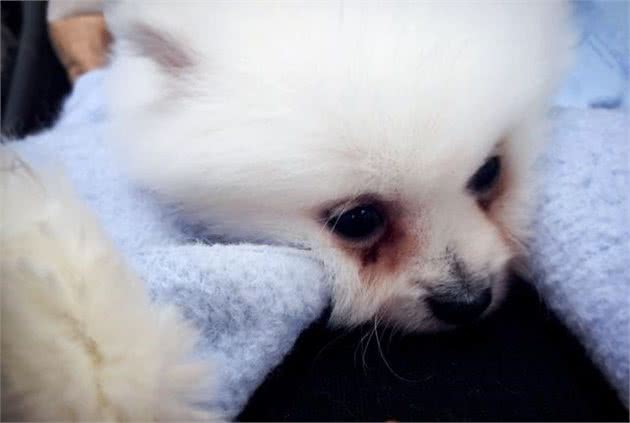 博美犬饲养有泪痕？试试这4个食物“小偏方”！