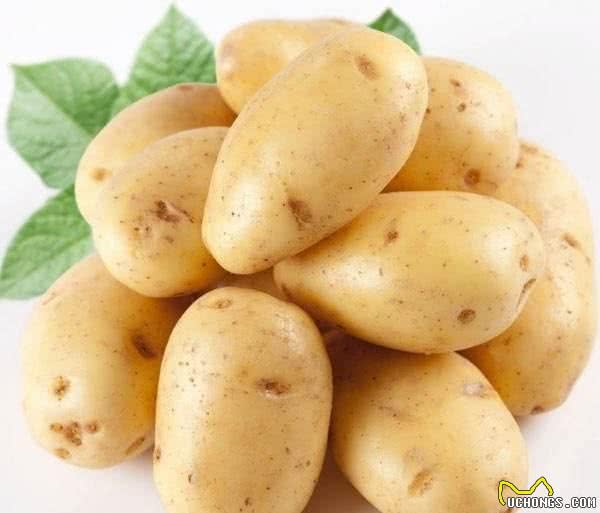 博美犬饲养有泪痕？试试这4个食物“小偏方”！