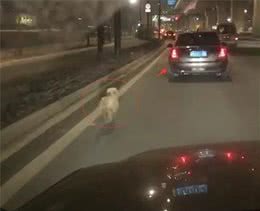 深夜狗狗狂追主人的车，苦苦哀求：别丢下我，我哪里错了改还不行