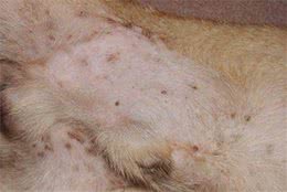 如何解决狗狗身上的跳蚤？