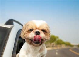 与狗狗一起旅行，注意这4个点，你们的旅途会更高兴！