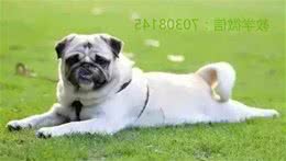 狗狗常常吃便便是什么原因？