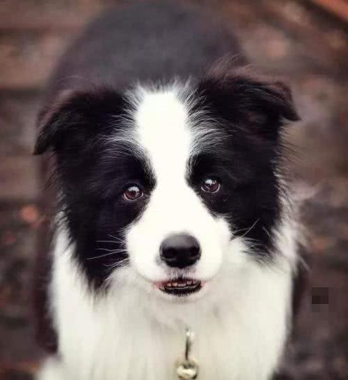 为什么边牧犬这么聪明,养的人却不多呢?听听网友怎么说?