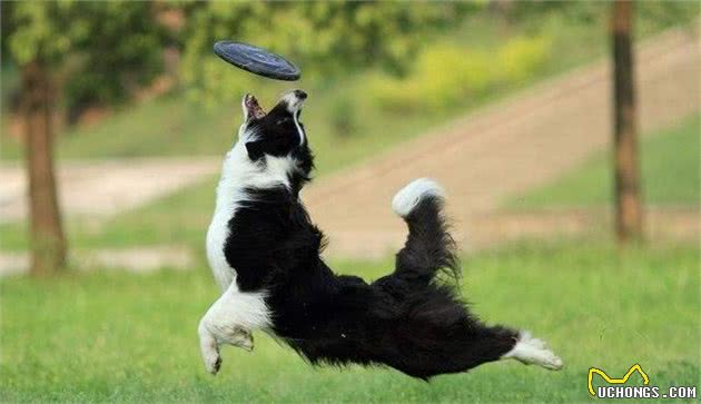 为什么边牧犬这么聪明,养的人却不多呢?听听网友怎么说?