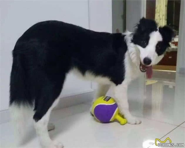 为什么边牧犬这么聪明,养的人却不多呢?听听网友怎么说?