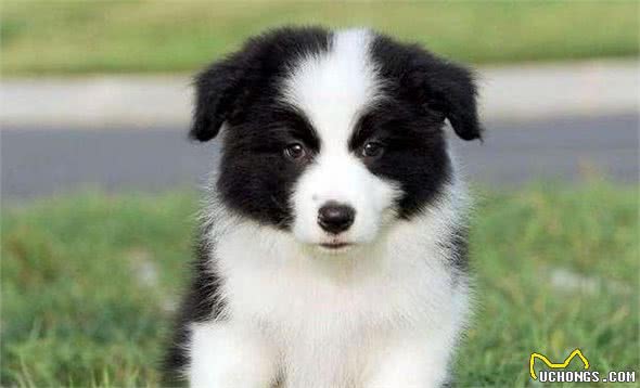 为什么边牧犬这么聪明,养的人却不多呢?听听网友怎么说?