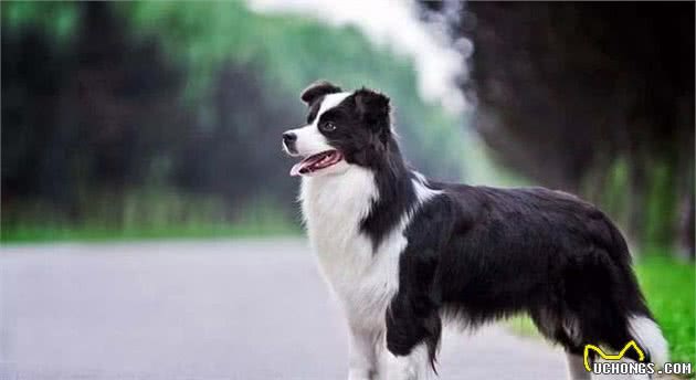 为什么边牧犬这么聪明,养的人却不多呢?听听网友怎么说?