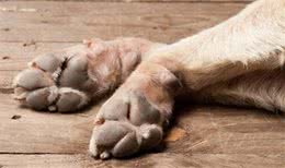 狗狗有没有有关节病？从趾甲就能够看出来主人该如何帮助它们