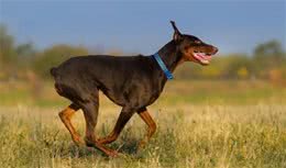什么是犬扩张型心肌炎？该如何诊断治疗？一文告诉你