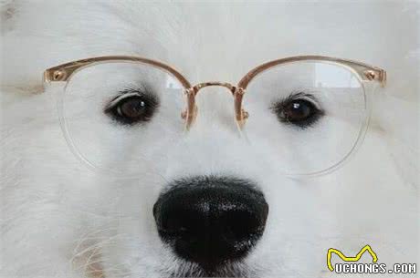 萨摩耶犬多少钱一只?萨摩耶犬的价格浮动?